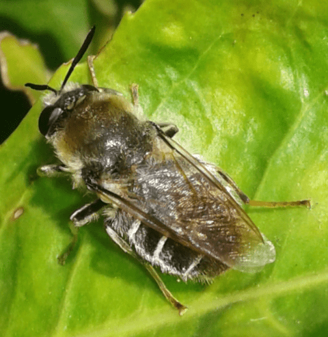 Stratiomyidae : femmina di Stratiomys cfr. longicornis?